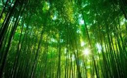 bambu-ağacının-özellikleri-nelerdir