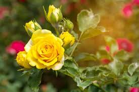 yellow rose stock photos images and