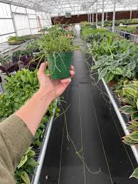 Hoya Retusa 4 Pot All Plants Require