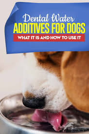 4 best dog dental water additive