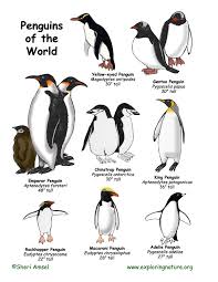 Penguins Of The World Poster