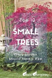 10 Best Trees For Small Gardens