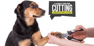 6 tips for cutting dogs nails at home