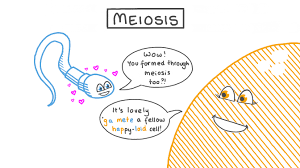 lesson video meiosis nagwa