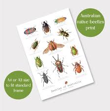 australian drawings australian insect gift