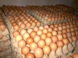 Bahkan di seluruh dunia, ini adalah penemuan yang sangat langka. 12 Ide Gambar Telur Telur Gambar Ayam