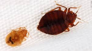 study bed bug s don t work