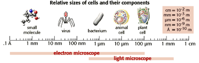 Studying Cells Tutorial