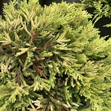 jeneverbes juniperus golden carpet