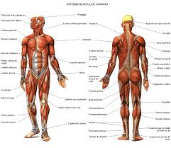 Muscle Diagram Free Large Images