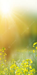 spring sunshine flower nature wallpaper