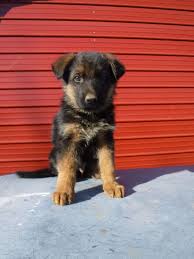 Because of its size, loyalty, and intelligence, it is often the breed of choice for police, military, and security units. German Shepherd Puppies For Sale In Northern California
