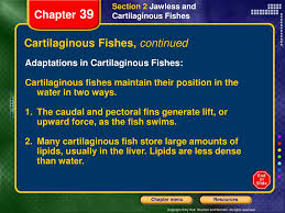 'cartilage', ἰχθύς ichthys 'fish') is a class that contains the cartilaginous fishes: Ppt How To Use This Presentation Powerpoint Presentation Free Download Id 6306843