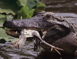 Zoologger: Alligators use tools to lure in bird prey | New Scientist