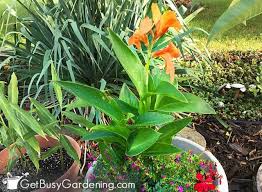 Grow the lily outside until flowering, and then bring it inside to enjoy. How To Grow Canna Lilies Complete Care Guide Get Busy Gardening