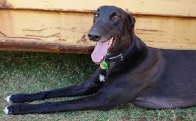 Greyhounds as pets (gap) is a national charity rehoming greyhounds that are no longer suitable for racing. Rwwa S Greyhounds As Pets Adoption Day A Great Success Racing Wagering Wa