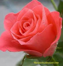 the spiritual meaning of rose