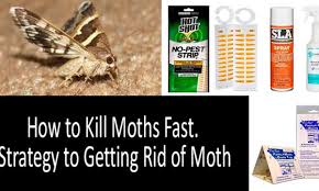 In fact, you may even see moth larvae crawling across your countertops. How To Get Rid Of Moths Best Traps Sprays Repellents Buyer S Guide 2021