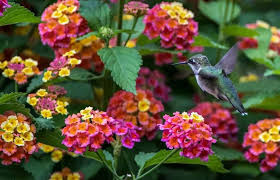 15 Best Flowers To Attract Hummingbirds