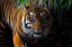 Tigers The Largest Cats In The World Live Science