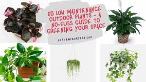 best 05 low maintenance outdoor plants