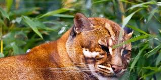 Jenis kucing ini termasuk dalam keluarga kucing besar atau bisa disebut genus panthera. Kucing Merah Kalimantan Salah Satu Kucing Paling Langka Dan Paling Dipelajari Di Dunia Nama Nama Hewan
