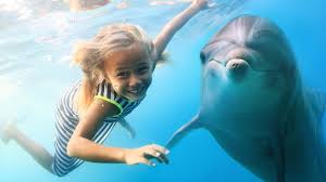 ban swimming with hawaii dolphins