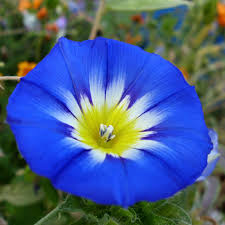 Image result for blue flowers
