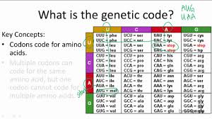 Examine Your Genetic Code Chart The Diagram Below Shows