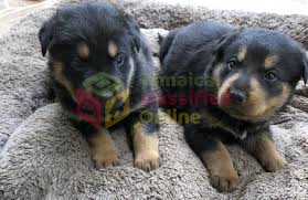 The german shepherd rottweiler mix, is, of course, the result of breeding a german shepherd dog with a rottweiler. German Shepherd Rottweiler Mix Puppies For Sale In Mandeville Manchester Dogs