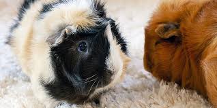How To Clean A Guinea Pig Cage Step By