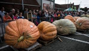 The Secret To Growing The Worlds Largest Pumpkin Science