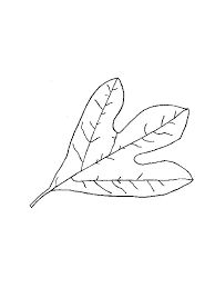 Leaf Coloring Template Leaves Oak Jimhannontan Info