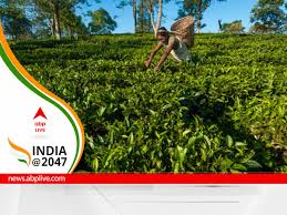 climate change is affecting tea farming
