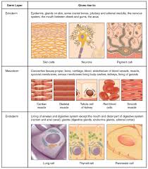 Types Of Tissues Anatomy And Physiology