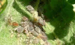aphids annoying pests that really