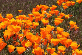 Native Plants For California Flowers