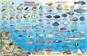 Hawaiian Islands Map Reef Creatures Guide Hawaii