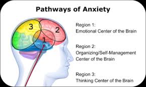 Image result for anxiety brain