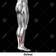 Leg muscles, muscular system of human body, human anatomy and physiology, leg muscles labelled diagram,1).functions of the muscular. Conceptual 3d Human Back Lower Leg Muscle Anatomy Isolated On Stock Photo Picture And Royalty Free Image Image 82157148