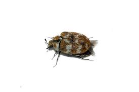 carpet beetle extermination pest