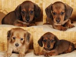 Earn points & unlock badges learning, sharing & helping adopt. Dachshund Puppies For Sale