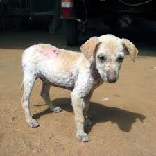does my dog have demodectic mange