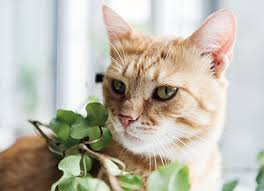 31 cat friendly plants safe for your