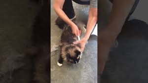 With two different models–one for short hair cats and another for. Best Cat Brush For Shedding Ez Groomer Pet Comb And Ragdoll Cat Hobbs Buy This Pet Comb Here Http Petcomb Shop Rfsn Cat Brushing Ragdoll Cat Cool Cats