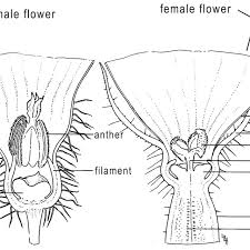 Flower parts vary tremendously in number,. Male And Female Cucumber Flowers A Cross Section Of The Male Flower Download Scientific Diagram
