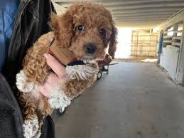 adopting a doodle puppy from amish