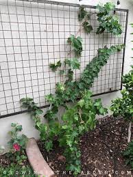 Vertical Gardening Ideas 10 Ways To