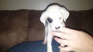 Looking for a puppy or dog in iowa? English Setter Puppies For Sale In Knoxville Iowa Classified Americanlisted Com