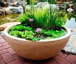 a pot create a container water garden